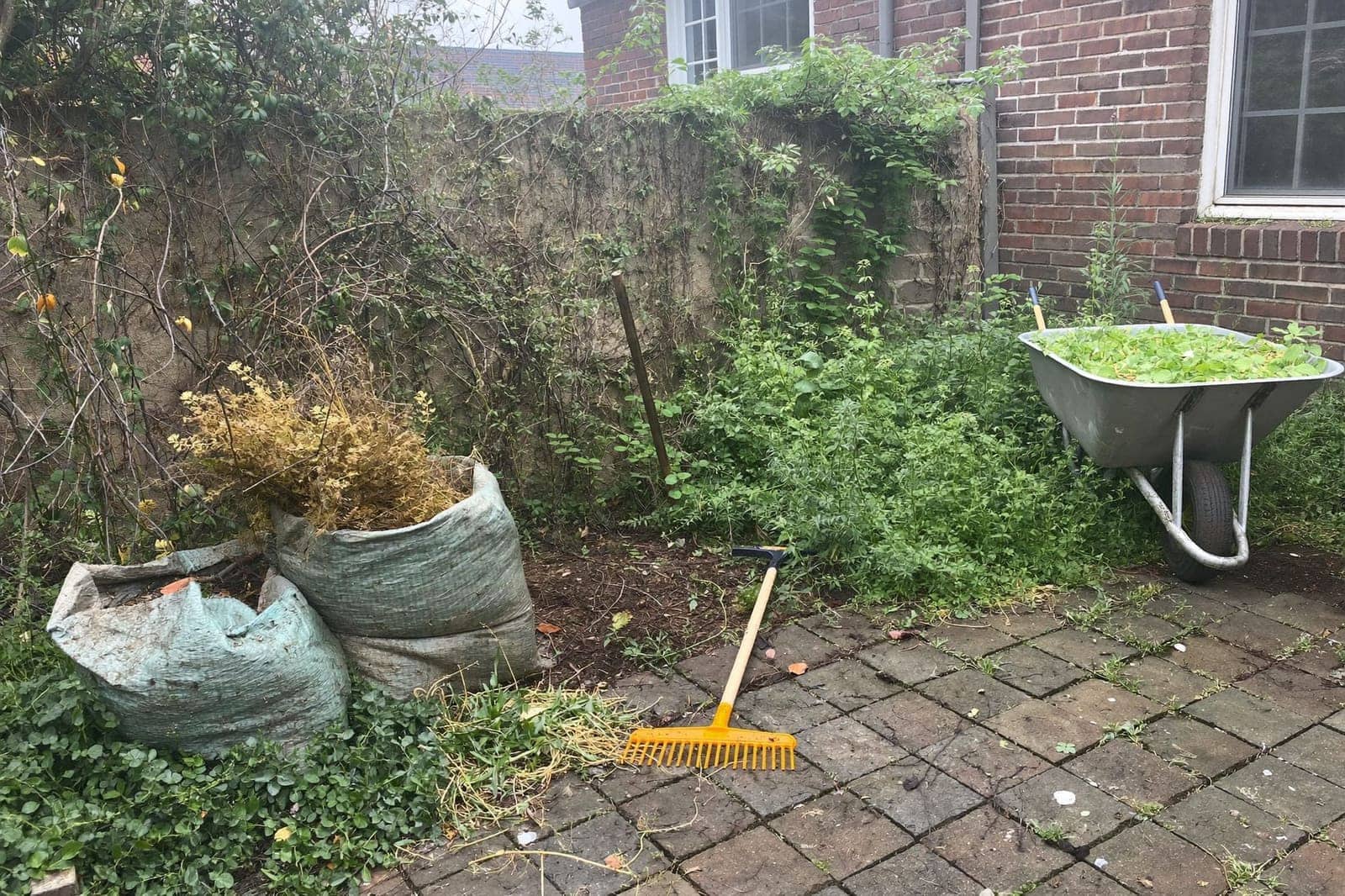 Overwoekerde achtertuin die half is opgeruimd, met tuinzakken vol snoeiafval en een kruiwagen